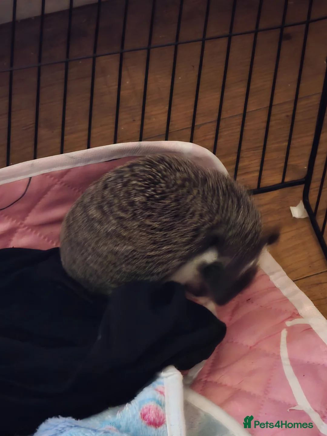 Pygmy Hedgehog rodents for sale: Female black bear face 11 weeks old  - Advert 1