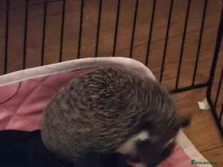 Pygmy Hedgehog rodents Female black bear face 11 weeks old - Advert 1