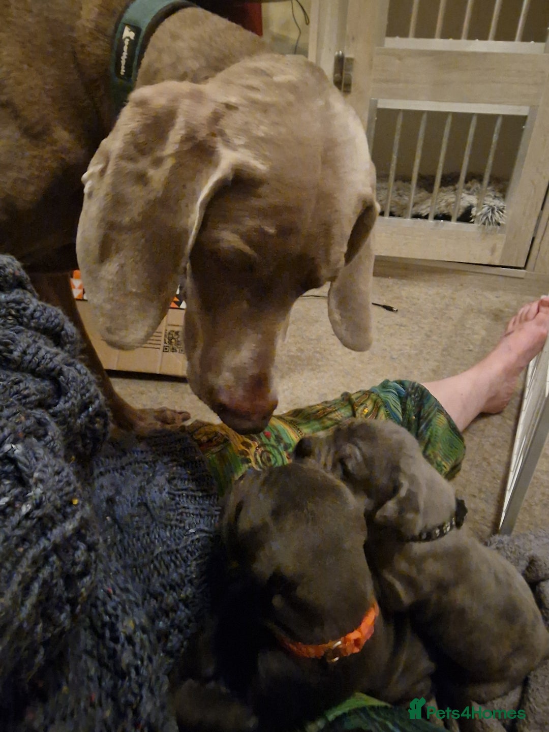 Mixed Breed dogs for sale: Cane Corso X Neapolitan Mastiff mix pups for sale - Advert 22