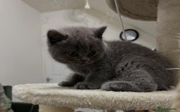 British Shorthair cats for sale: Six blue British shorthair kittens for sale  - Image 16