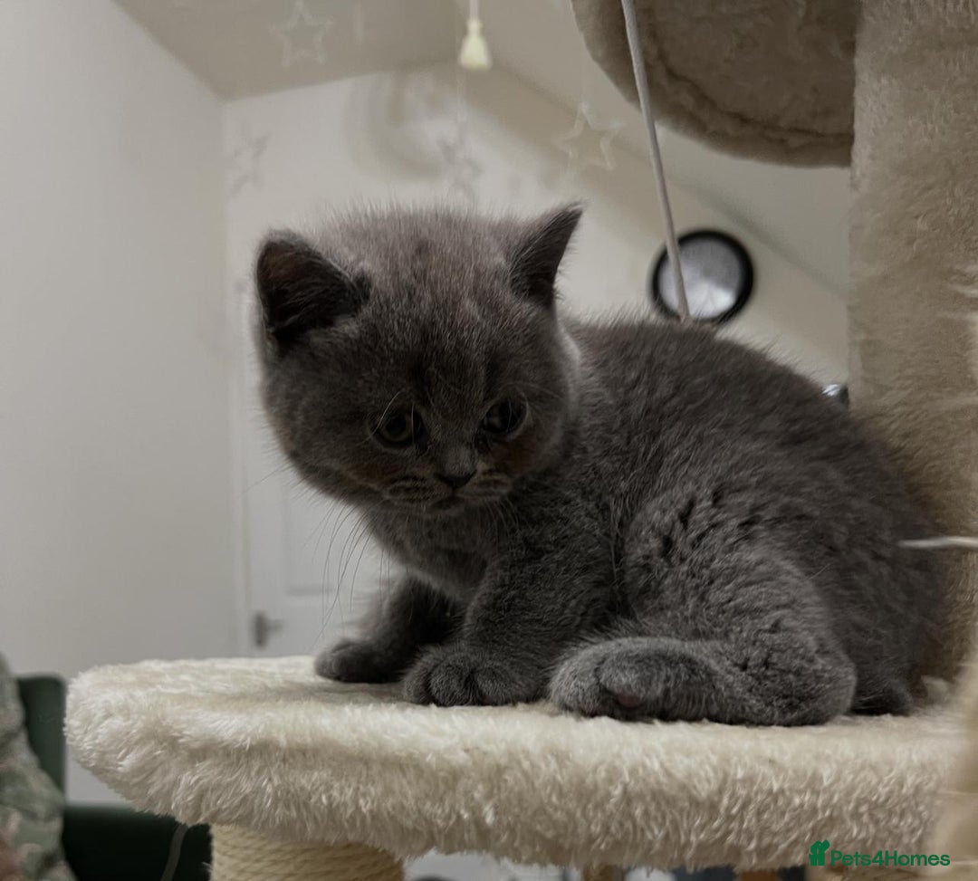 British Shorthair cats for sale: Six blue British shorthair kittens for sale  - Image 16