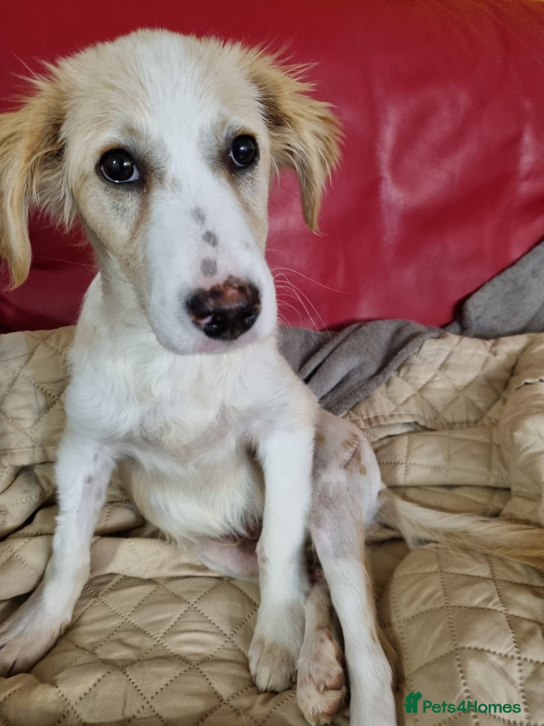 Mixed Breed dogs for adoption: Sweet Little OLAF – Hit and Run 😡 - Advert 4