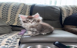 Maine Coon cats for sale: 1 beautiful Male kitten left - Image 1
