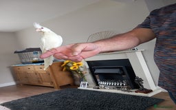 Cockatiels birds for sale: Hand reared cockatiels  - Image 4