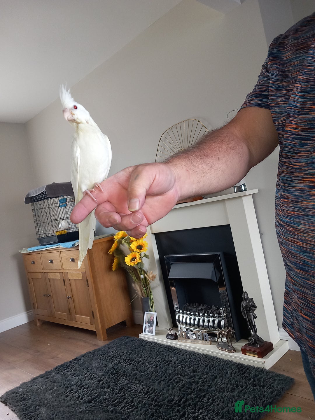 Cockatiels birds for sale: Hand reared cockatiels  - Image 4