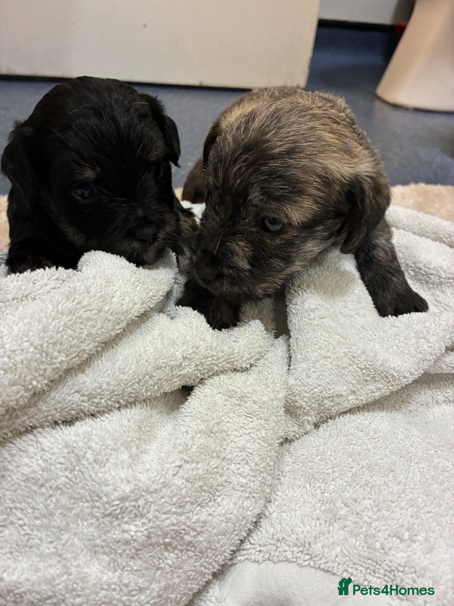 Jackapoo dogs Jackapoos for sale  - Advert 4