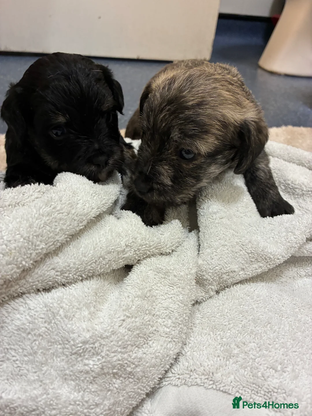 Jackapoo dogs for sale: Jackapoos for sale  - Advert 1