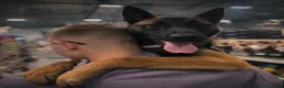 Belgian Shepherd Dog dogs for sale: 9 month old male Belgian Shepard Malinois  - Advert 6