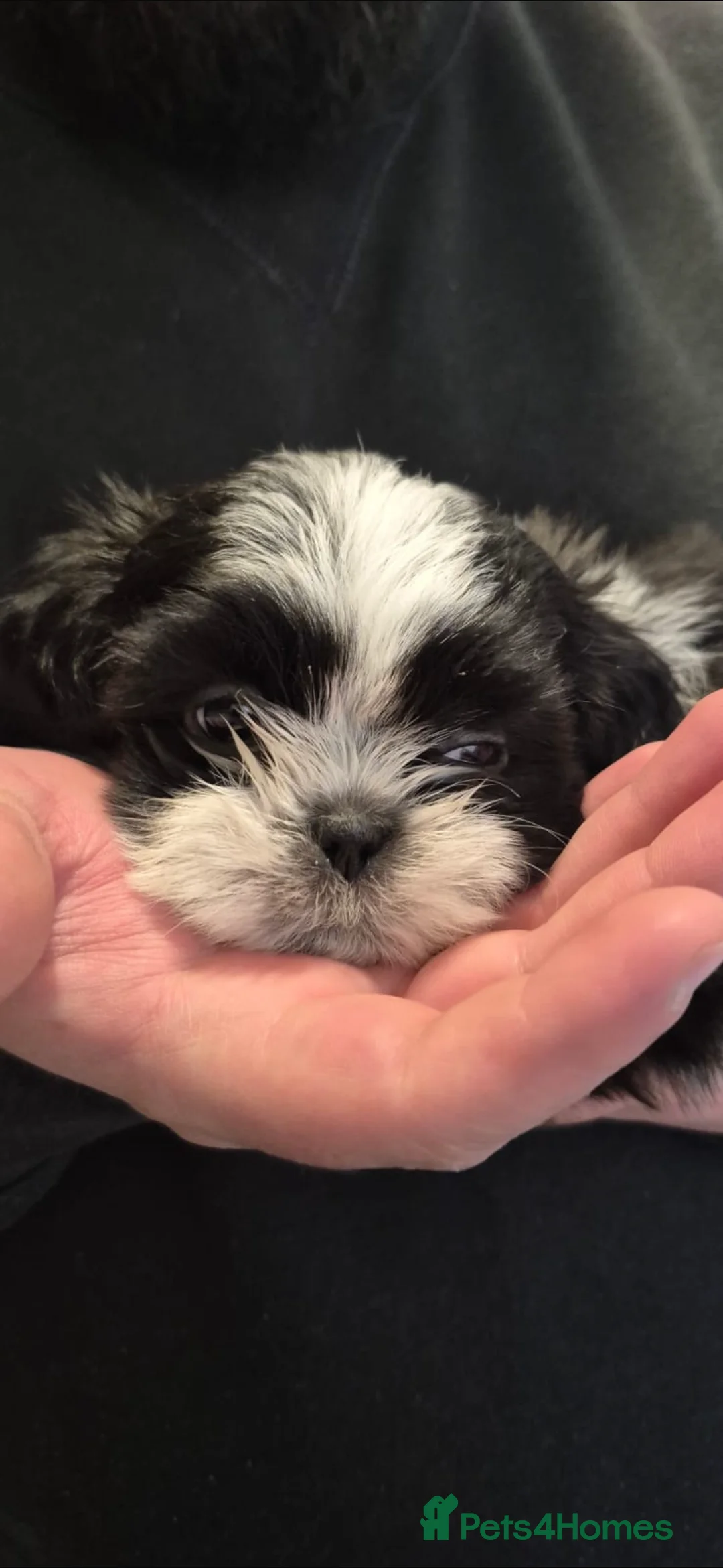 Shih Tzu dogs for sale:  Shih Tzu puppy  - Advert 27