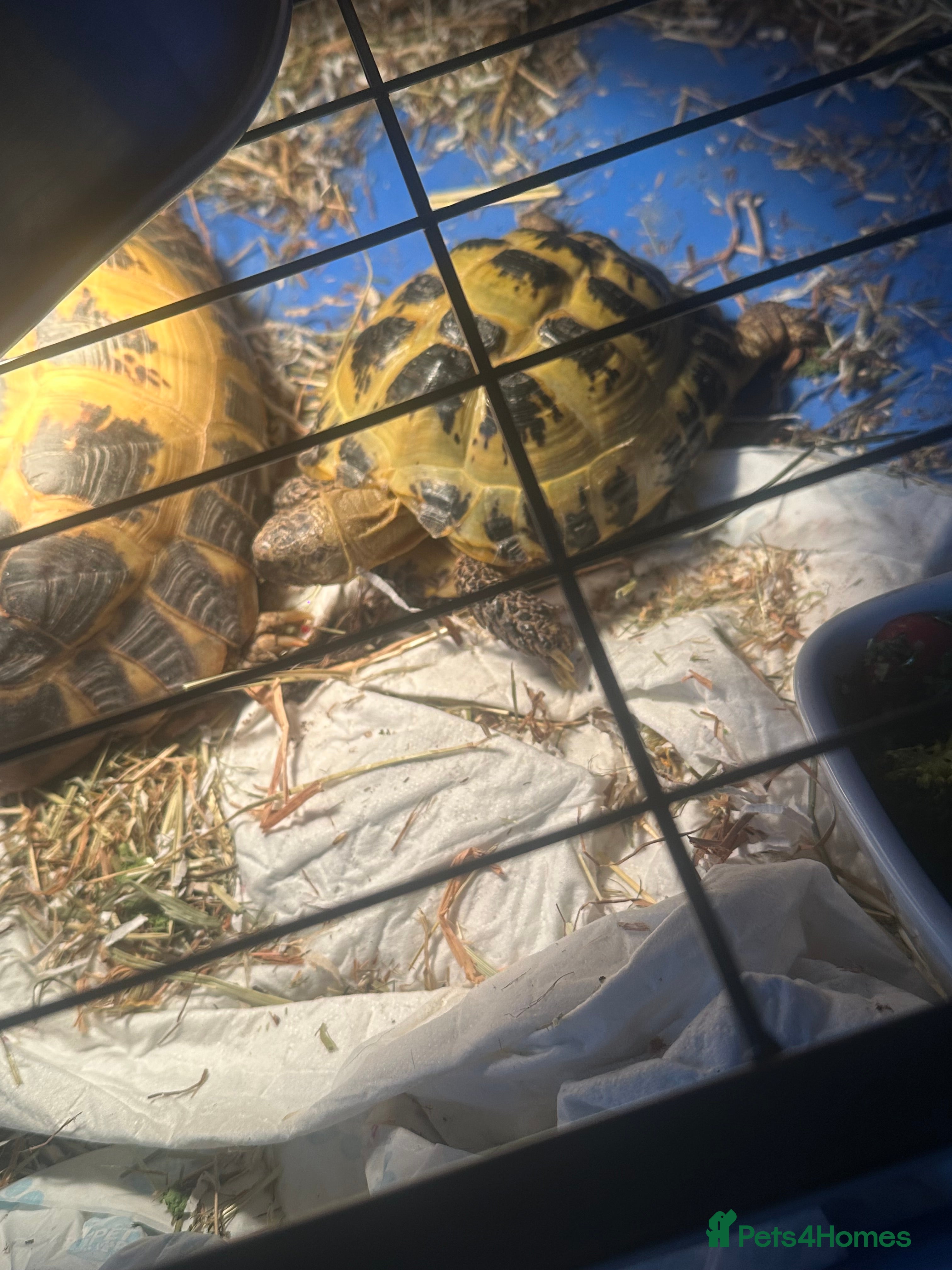 Tortoise reptiles Horsefield tortosie - Advert 1