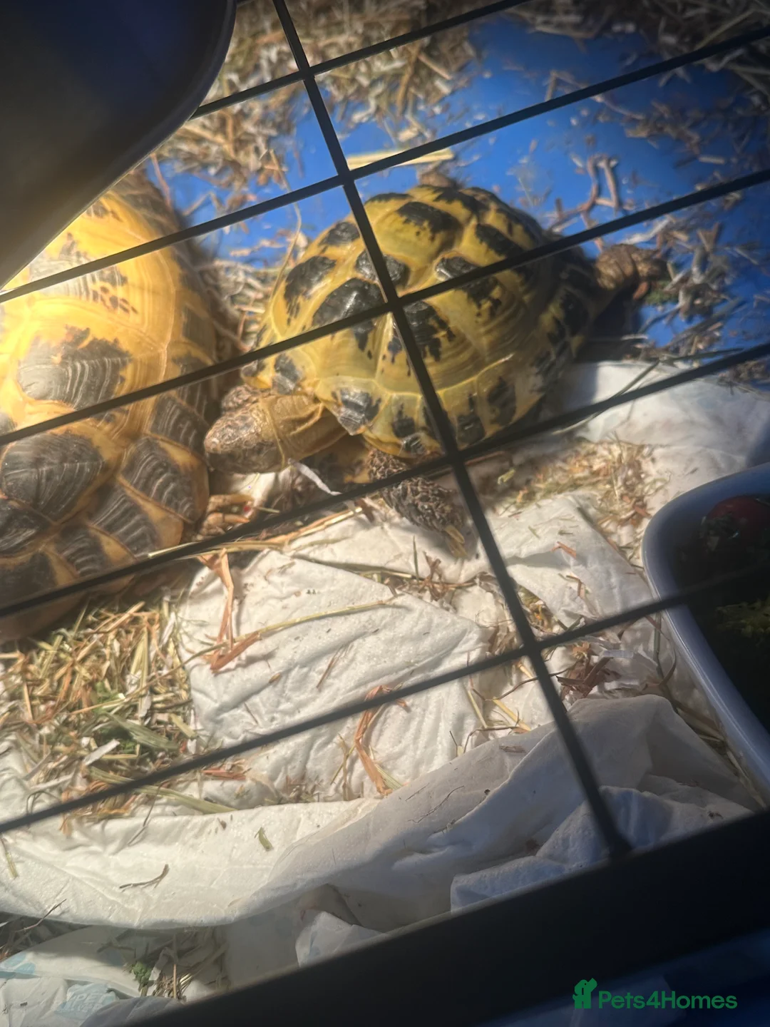 Tortoise reptiles for sale: Horsefield tortosie - Advert 1