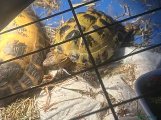 Tortoise reptiles Horsefield tortosie - Advert 1