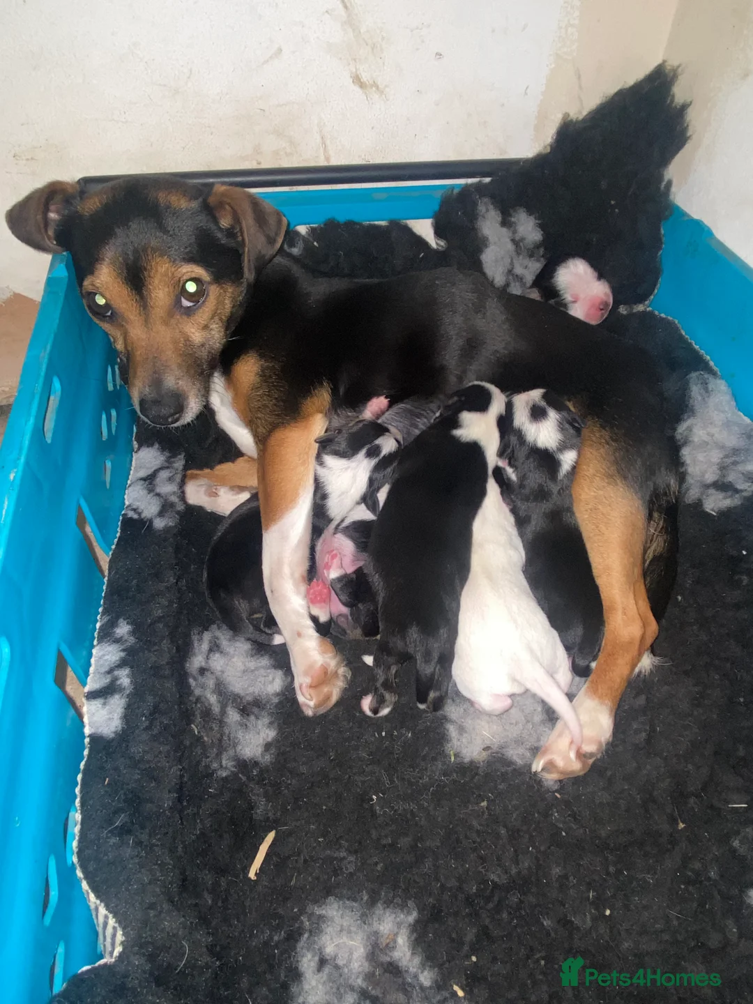 Jack Russell dogs for sale: Beautiful True to type Jack Russell  - Advert 4