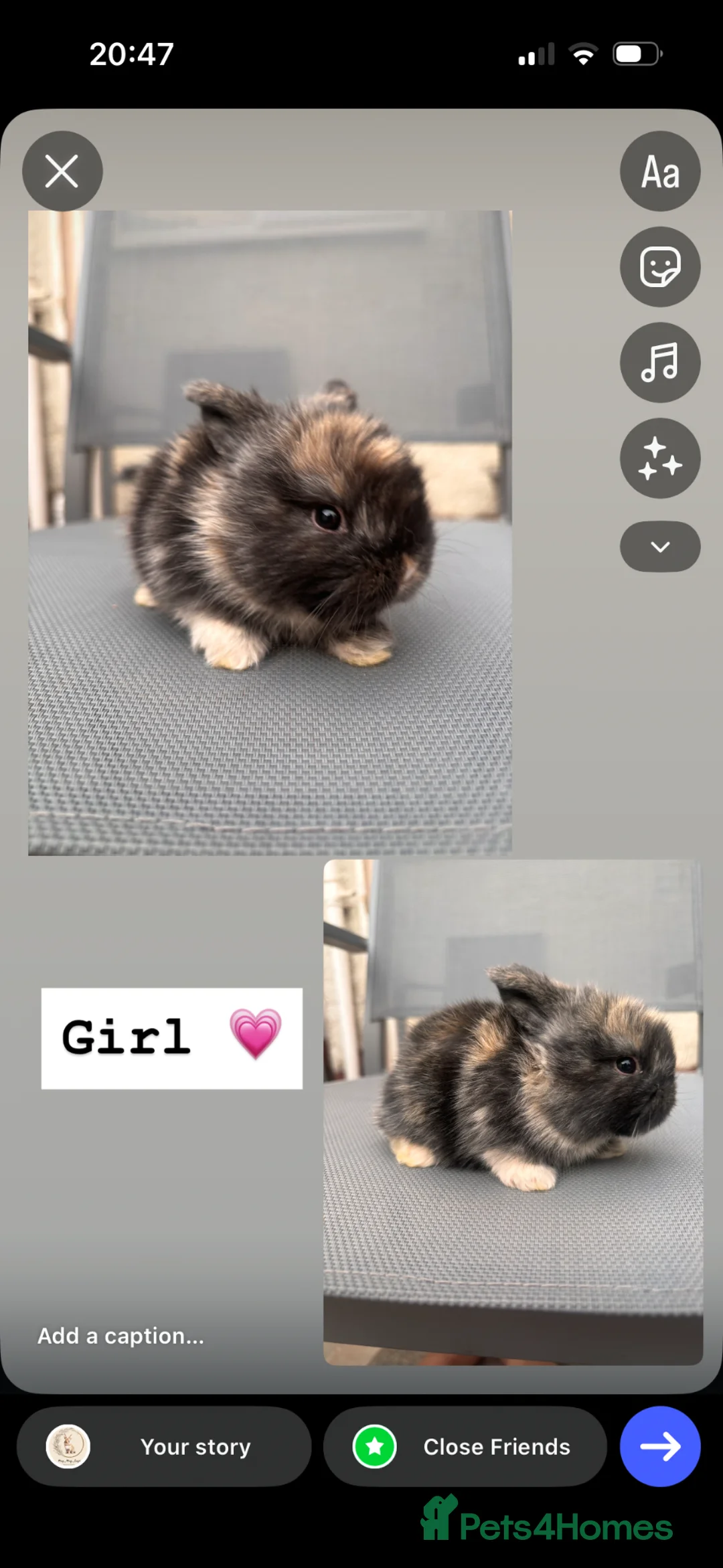 Mini Lop rabbits for sale: Mini lops for sale - Advert 2