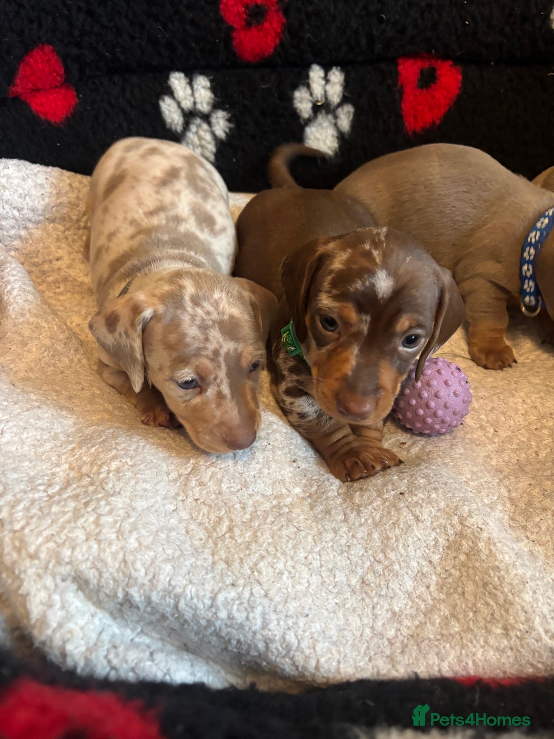 Dachshund dogs for sale: Miniature dapple chocolate boy puppies - Image 13