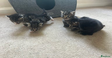 Domestic Shorthair cats - Advert 9