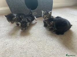 Domestic Shorthair cats - Advert 7