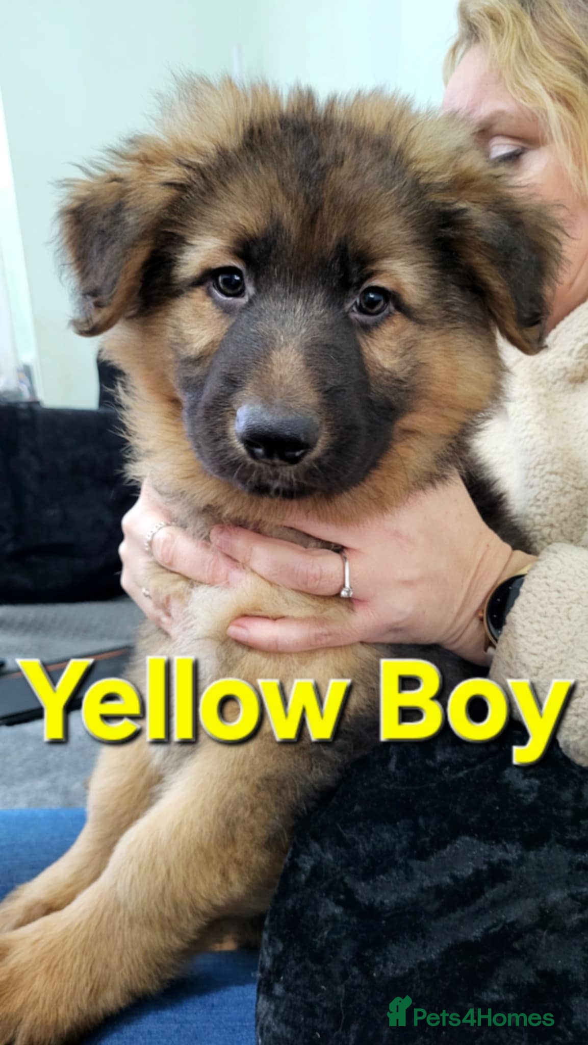 German Shepherd dogs German Shepherd Puppies - Advert 3