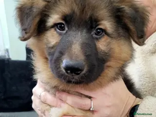 German Shepherd dogs German Shepherd Puppies - Advert 3