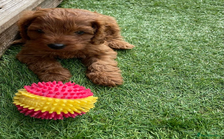 Cavapoo dogs - Advert 11