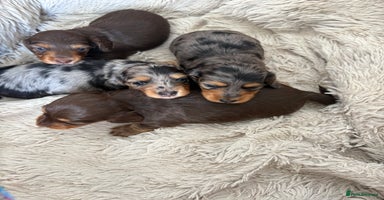 Miniature Dachshund dogs - Advert 4