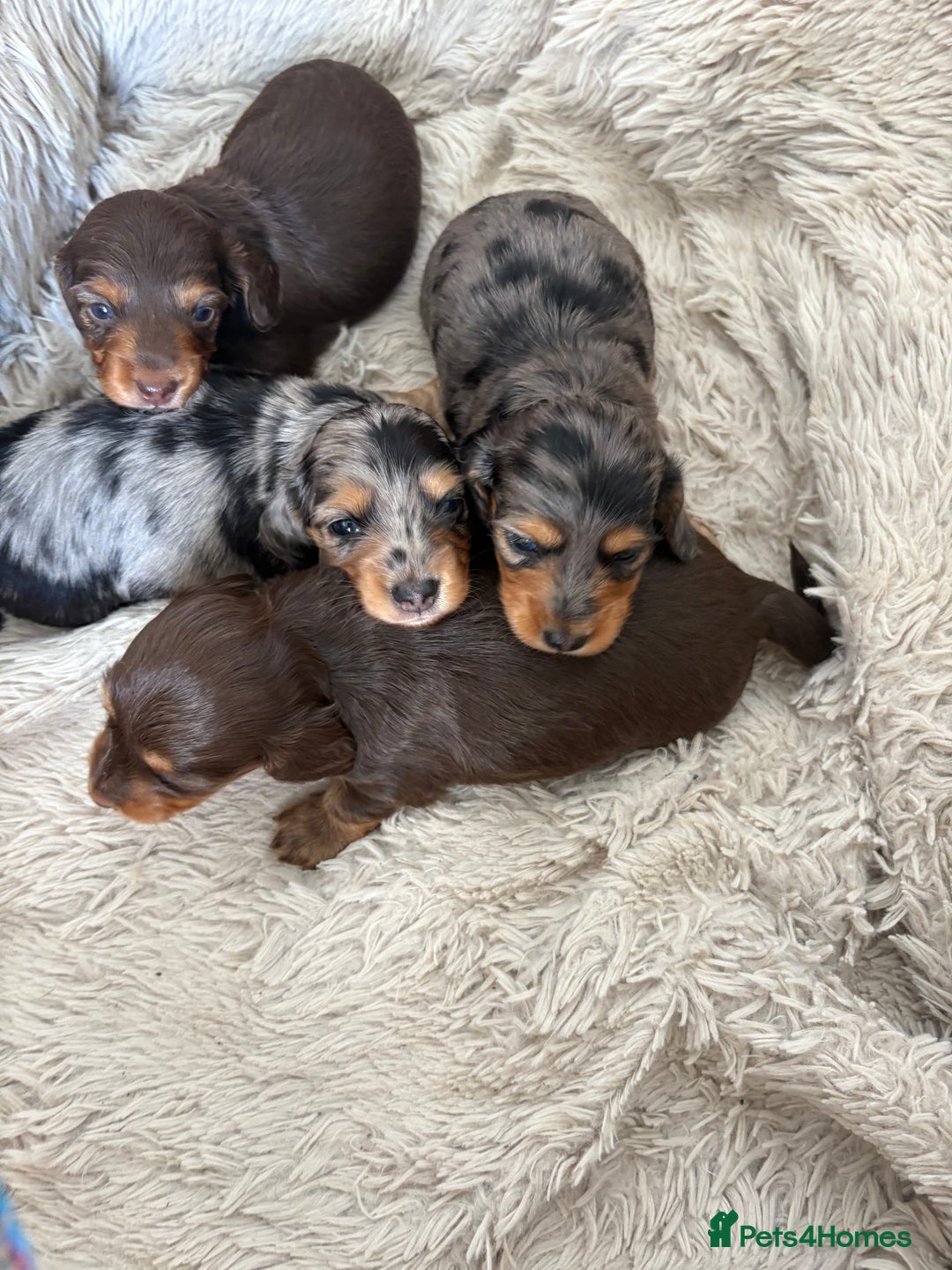 Miniature Dachshund dogs for sale: Long haired mini male dachshunds pups KC reg  - Image 1