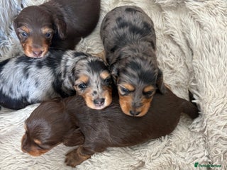 Miniature Dachshund dogs - Advert 5