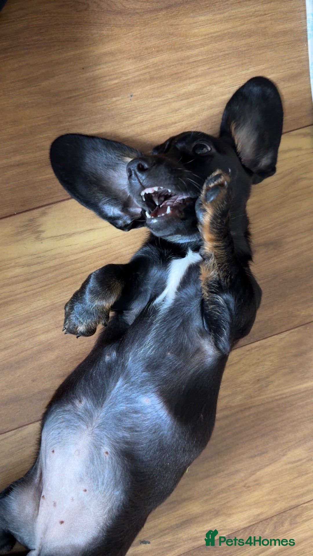 Dachshund dogs for sale: 7 month old  - Advert 7