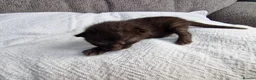 Mixed Breed cats for sale: Three mixed kittens - Advert 4