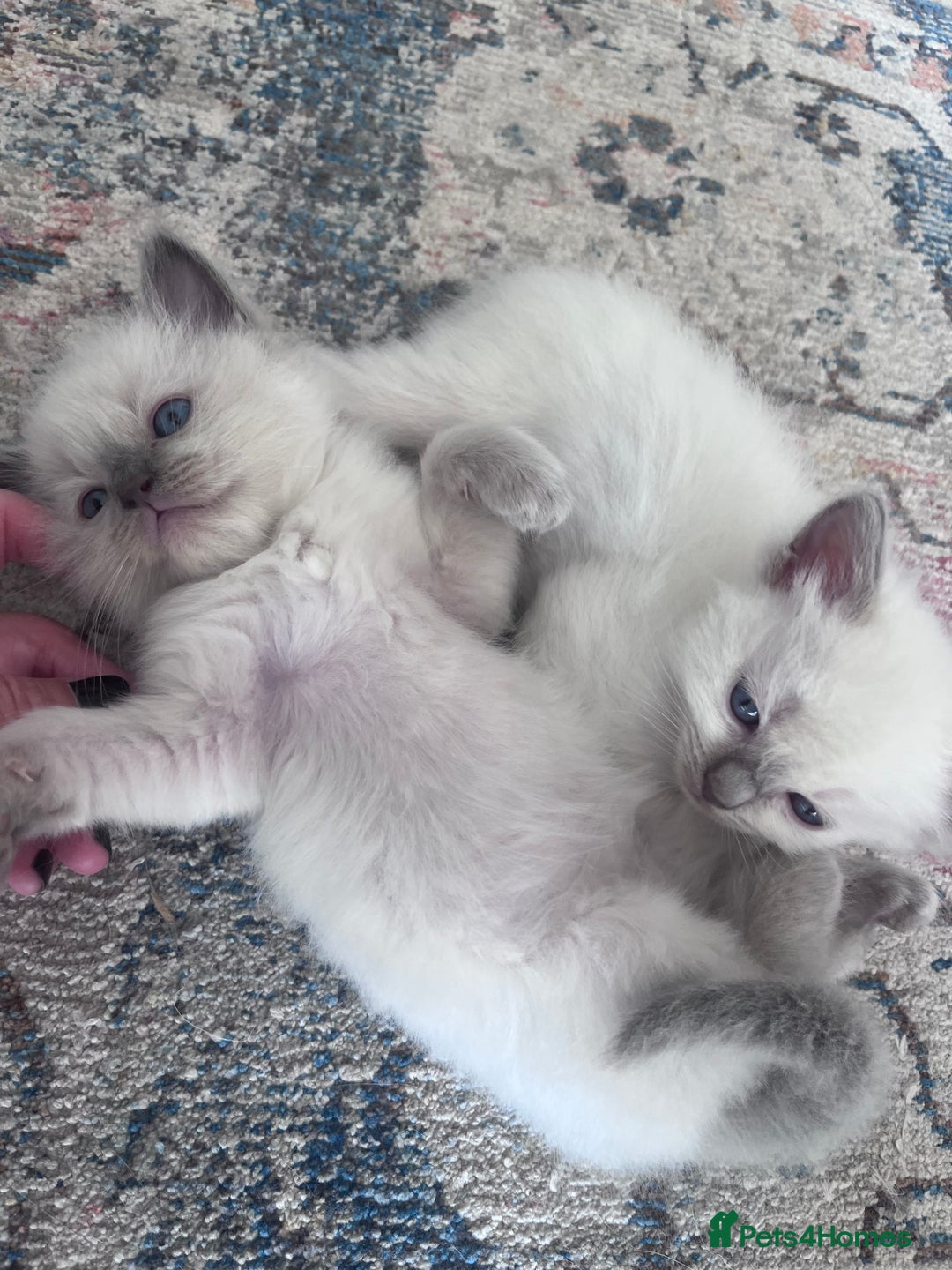 Ragdoll cats for sale: Pure breed ragdolls - Image 12