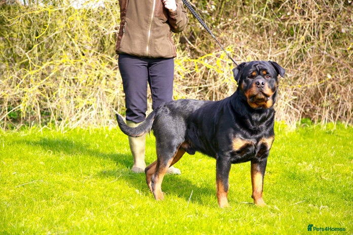 Rottweiler dogs in Kettering - Advert 1