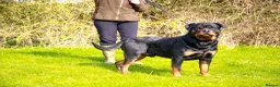 Rottweiler dogs for stud: bow ( Rottweller Stud ) in Kettering - Advert 1