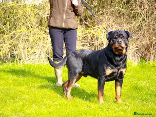 Rottweiler dogs bow ( Rottweller Stud ) in Kettering - Advert 4