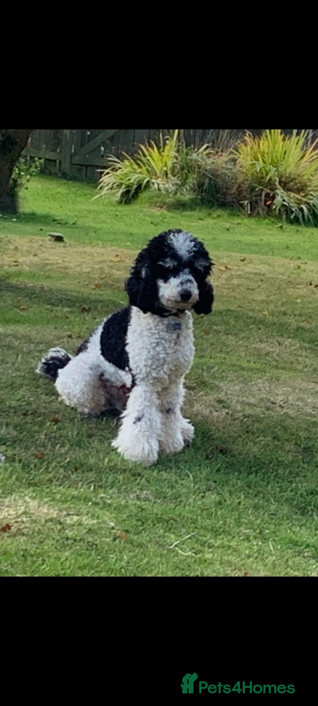 Sproodle dogs for sale: toy sproodle puppies (double doodle)  - Advert 7