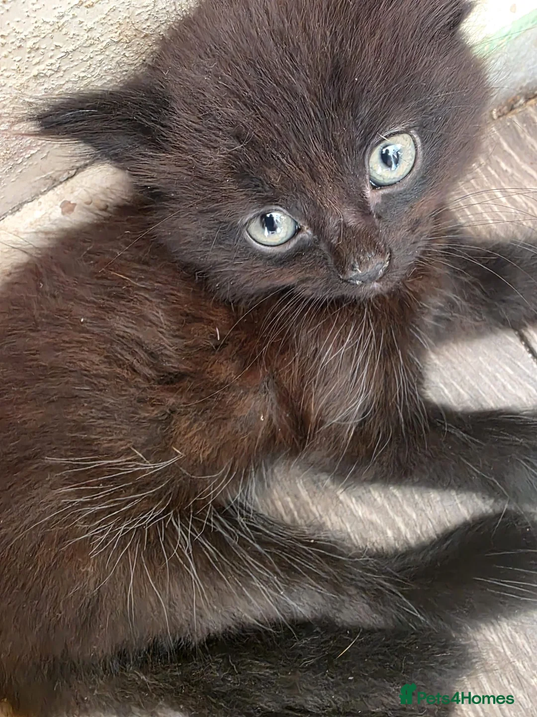 Mixed Breed cats for sale: 2 black fluffy kittens  - Advert 1