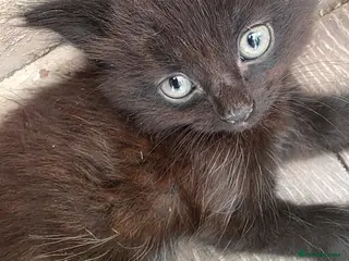 Mixed Breed cats 2 black fluffy kittens - Advert 15