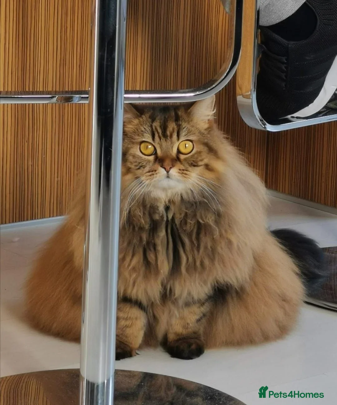 Scottish Fold cats for sale: Rehoming a very loved 8yo Scottish Straight - Advert 3