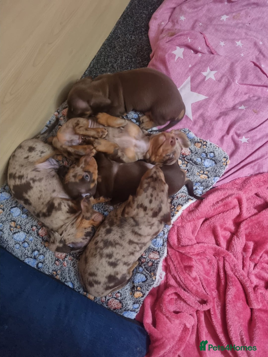 Miniature Dachshund dogs for sale: For Sale Adorable Miniature Dachshund puppies - Advert 26