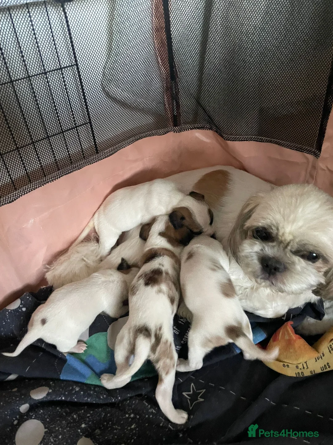 Mixed Breed dogs for sale: Jack Tzu - Advert 1