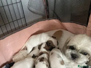 Mixed Breed dogs Jack Tzu - Advert 7