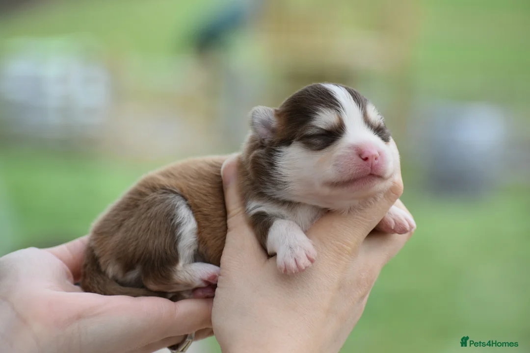 Pomsky dogs for sale: Stunning Pomsky puppies from health tested parents - Advert 19