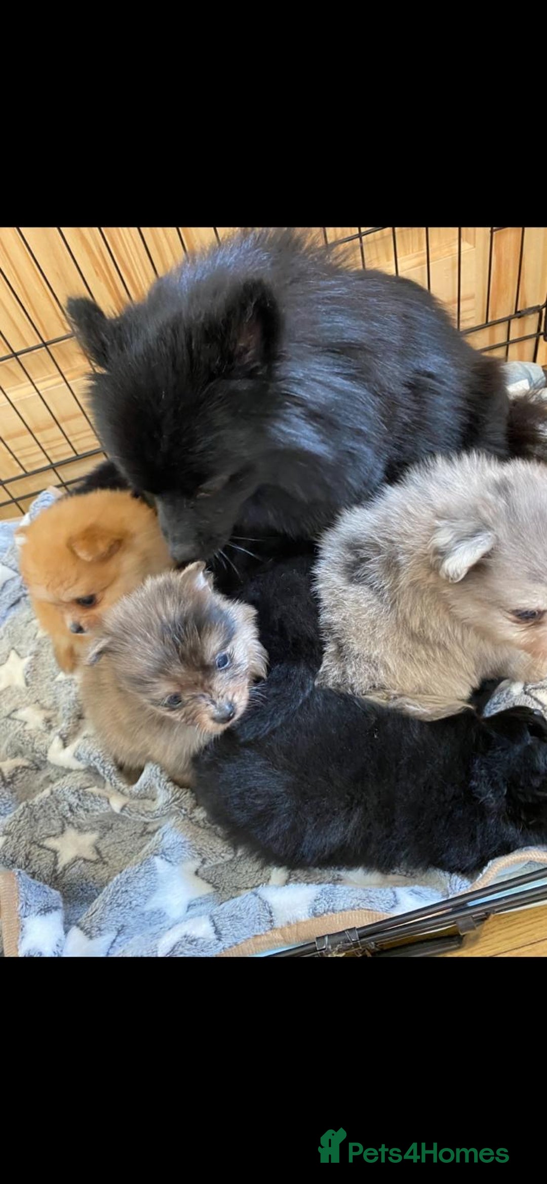 Pomeranian dogs for sale: Pomeranian puppies - Image 27