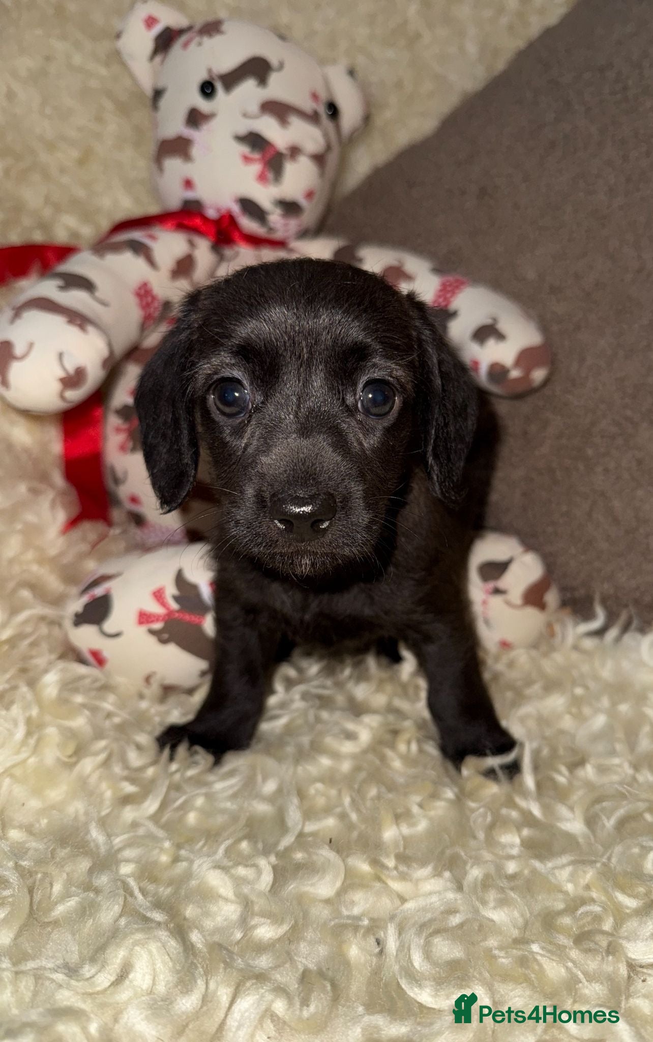 Doxiepoo dogs 🧡💛Adorable Daxipoo Puppies 💜🩷 - Advert 6