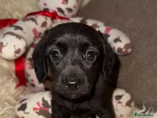 Doxiepoo dogs 🧡💛Adorable Daxipoo Puppies 💜🩷 - Advert 2