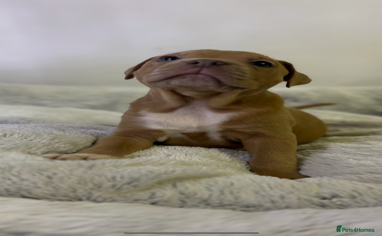 Staffordshire Bull Terrier dogs - Advert 1
