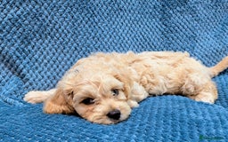 Cavachon dogs for sale: 1 Cavachon boy left  - Image 1