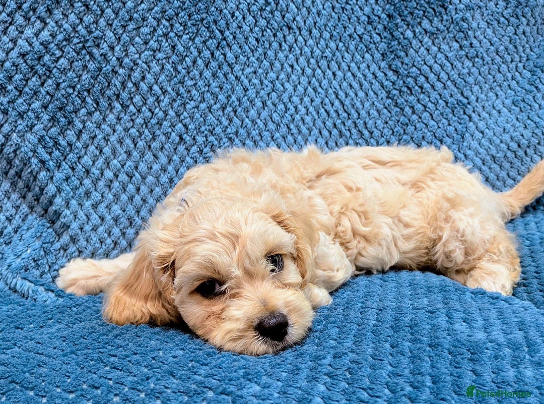 Cavachon dogs for sale: 1 Cavachon boy left  - Image 1