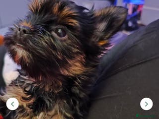 Yorkshire Terrier dogs wonderful Yorkshire girl - Advert 4