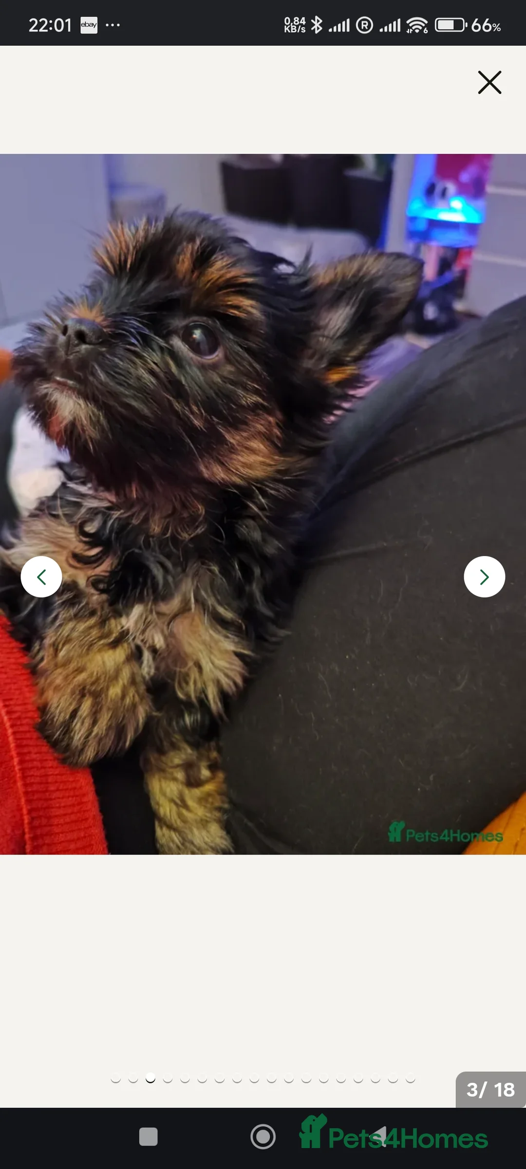 Yorkshire Terrier dogs for sale: wonderful Yorkshire girl - Advert 1