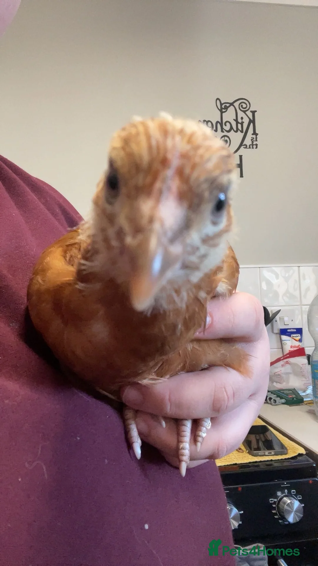 Chickens poultry for sale: 4 female chickens in King's Lynn - Advert 3